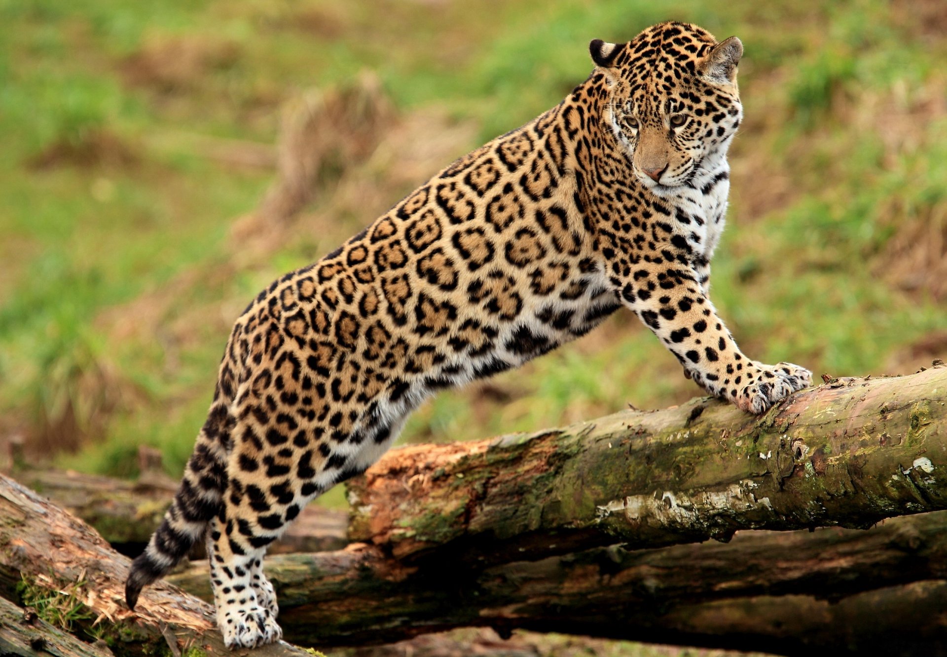 природа дерево животное ягуар скачать