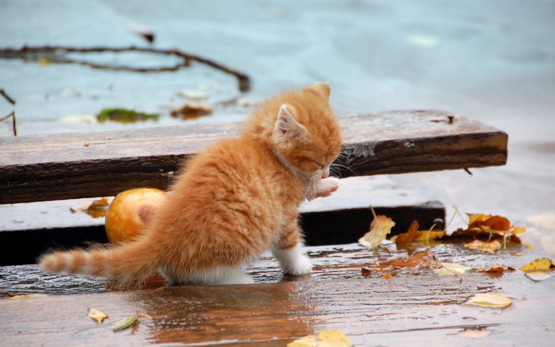 Котята включают на телефоне видеосвязь