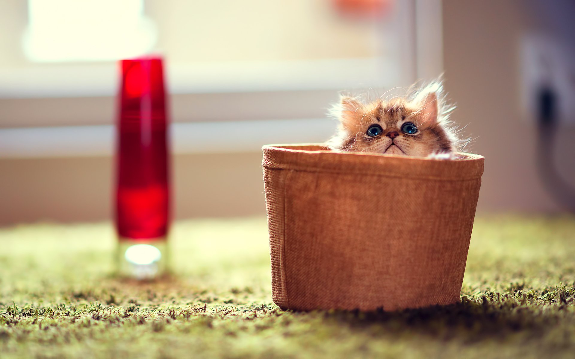 котенок корзина ромашки kitten basket chamomile бесплатно