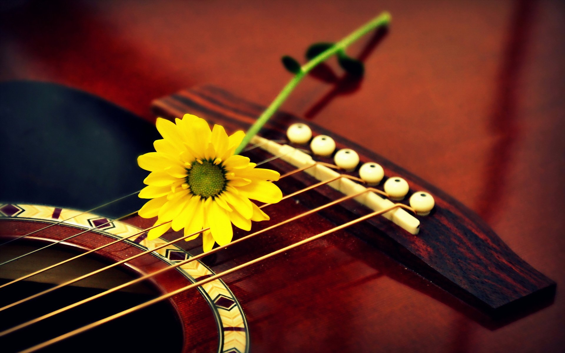 Музыка для тебя. Гитара. Гитара цветы. Гитара в цветах. Гитара на фоне цветов.