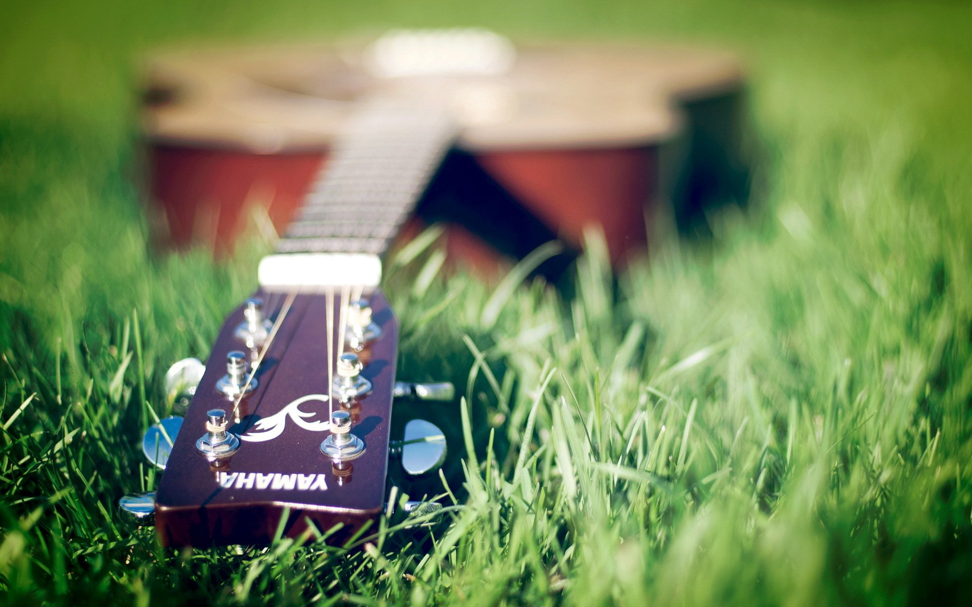 роза гитара макро трава бесплатно