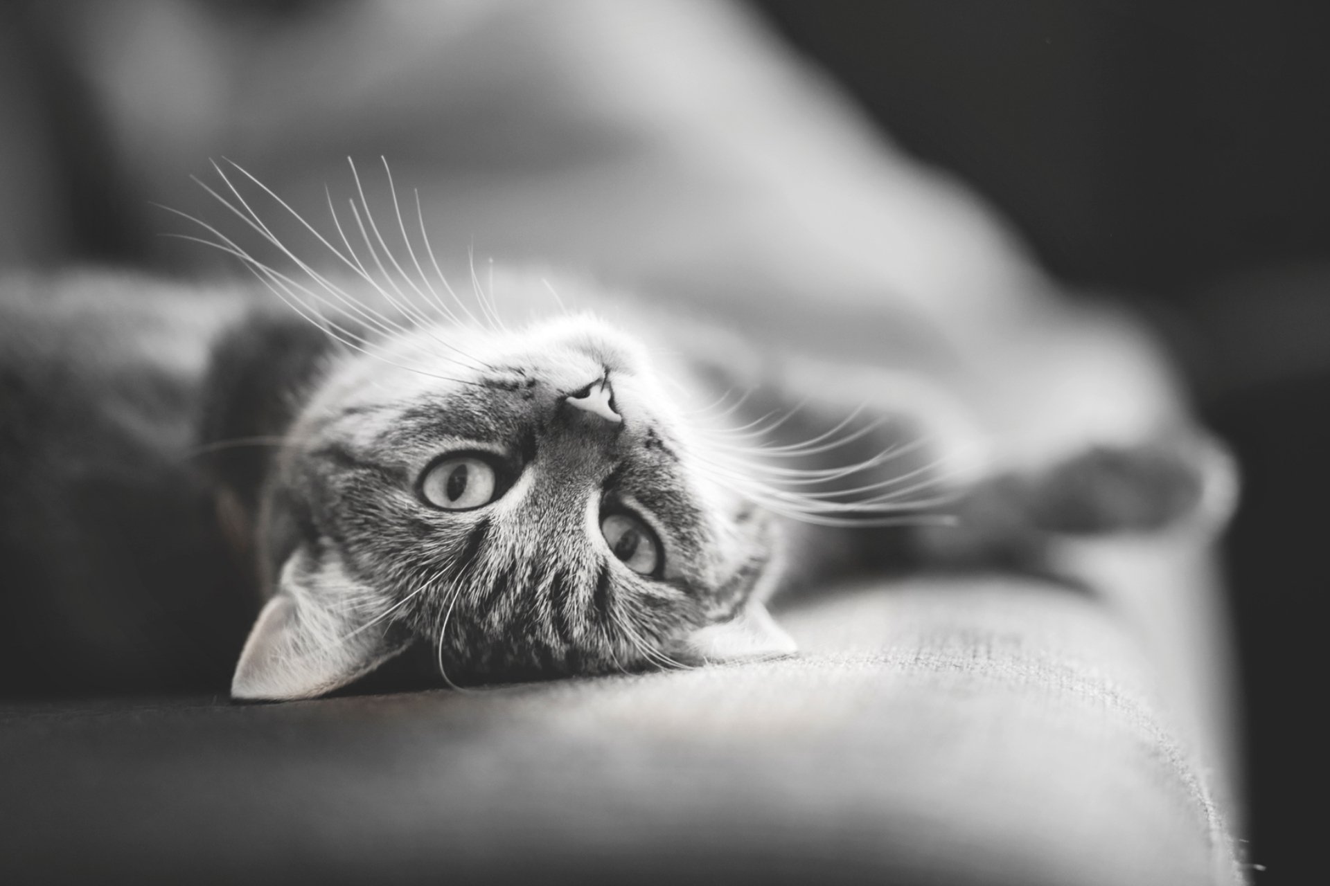 черно-белый кот мордочка усы бесплатно