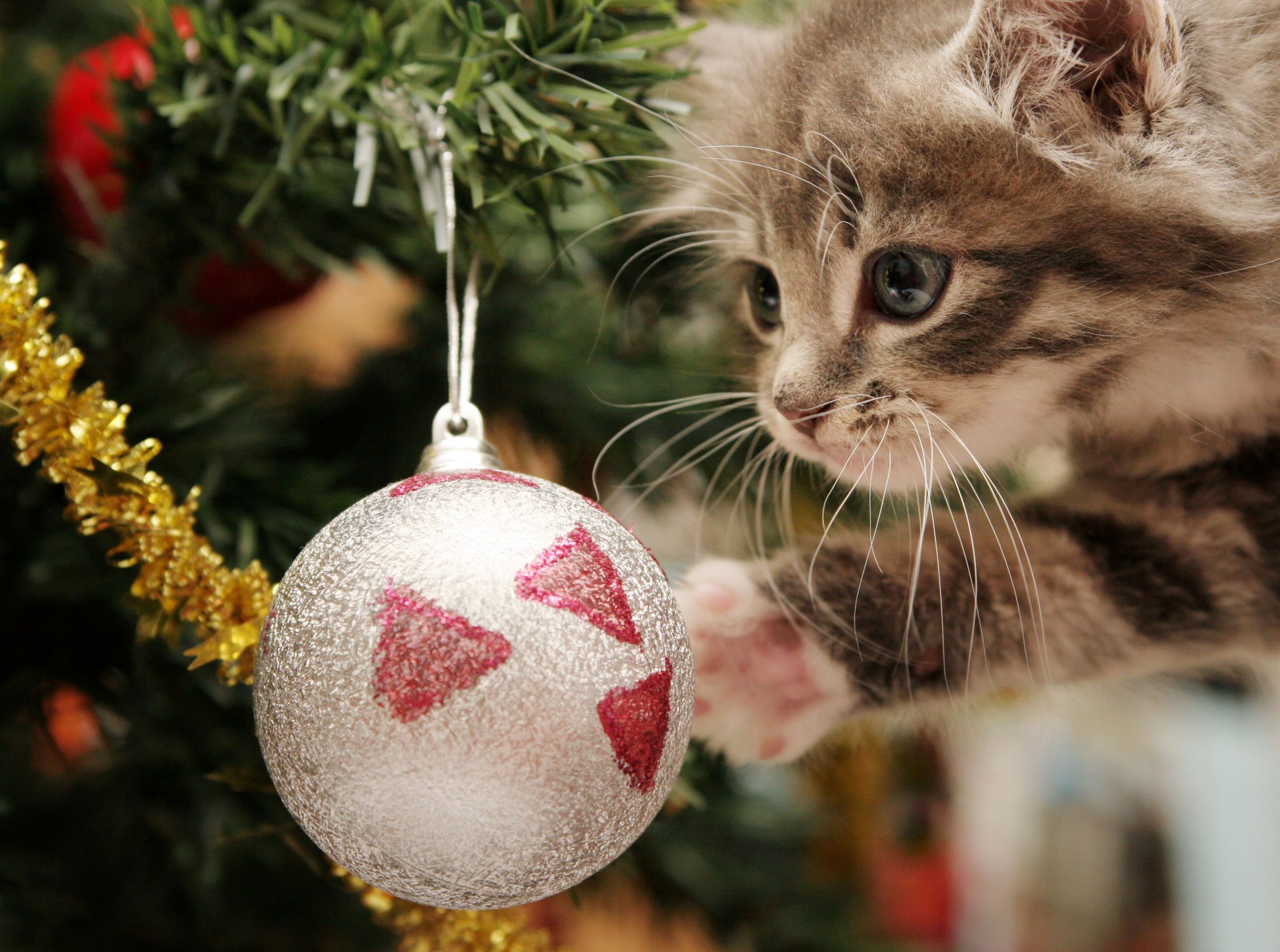 счастливый котенок игривый новый год ёлочные шары мишура праздник