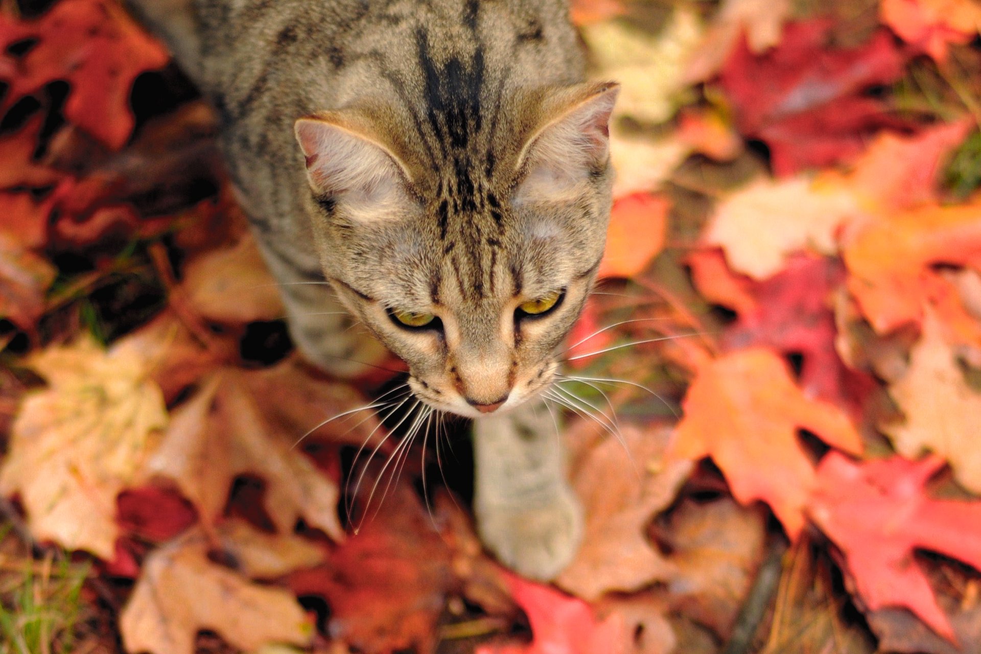 Котенок под большими листьями скачать