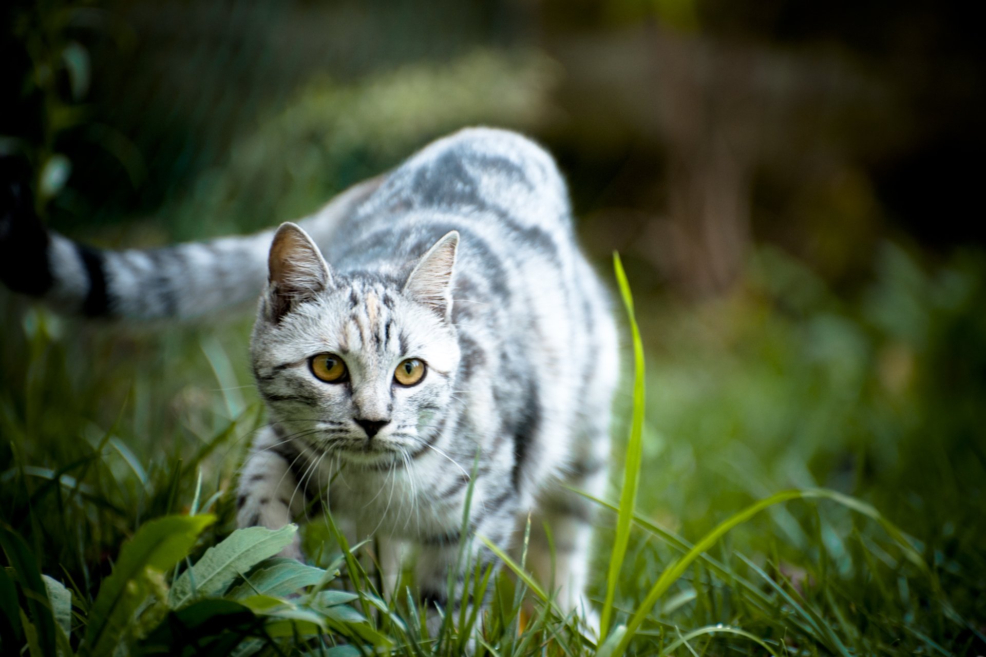 природа серый кот трава бесплатно