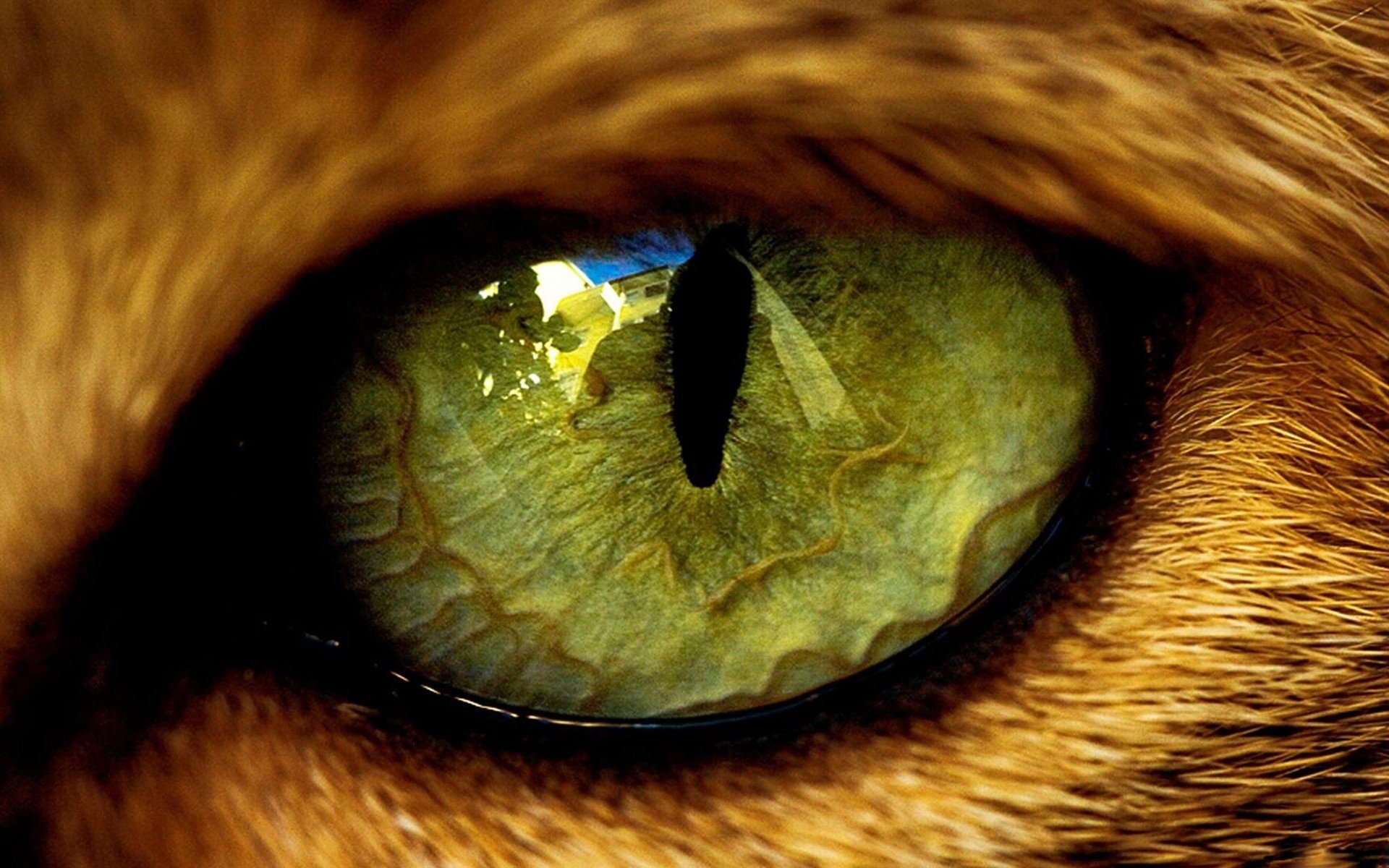 кот зеленые глаза природа бесплатно
