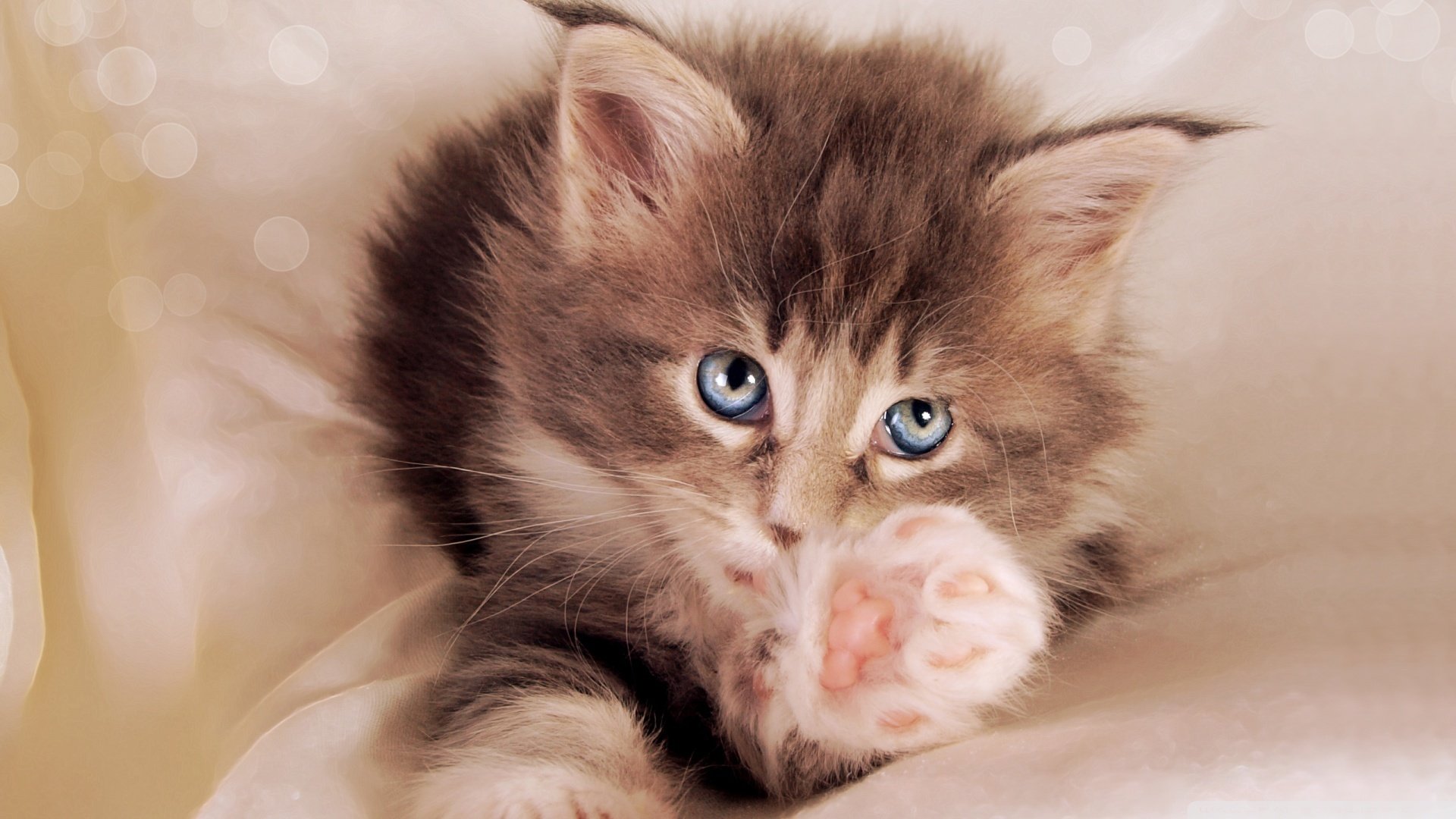 Милый котенок в миске с листочками скачать