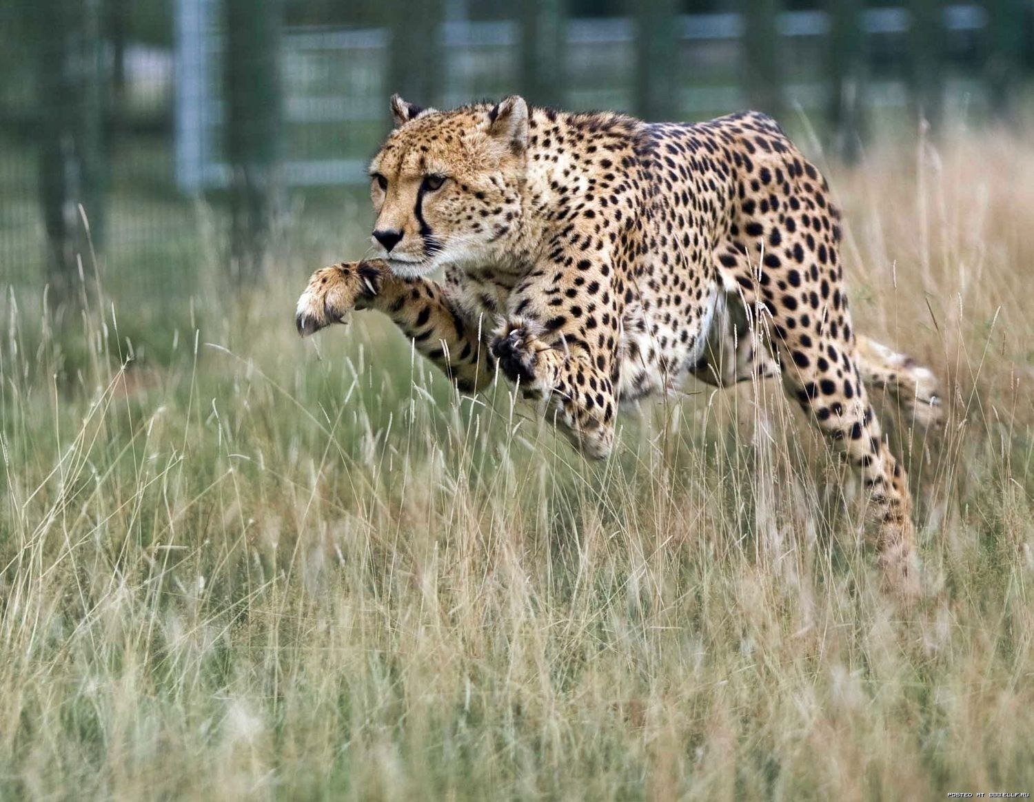 Дикая природа доклад. Гепард хищник. Гепард в прыжке. Гепард крадется. Хищные животные гепард.