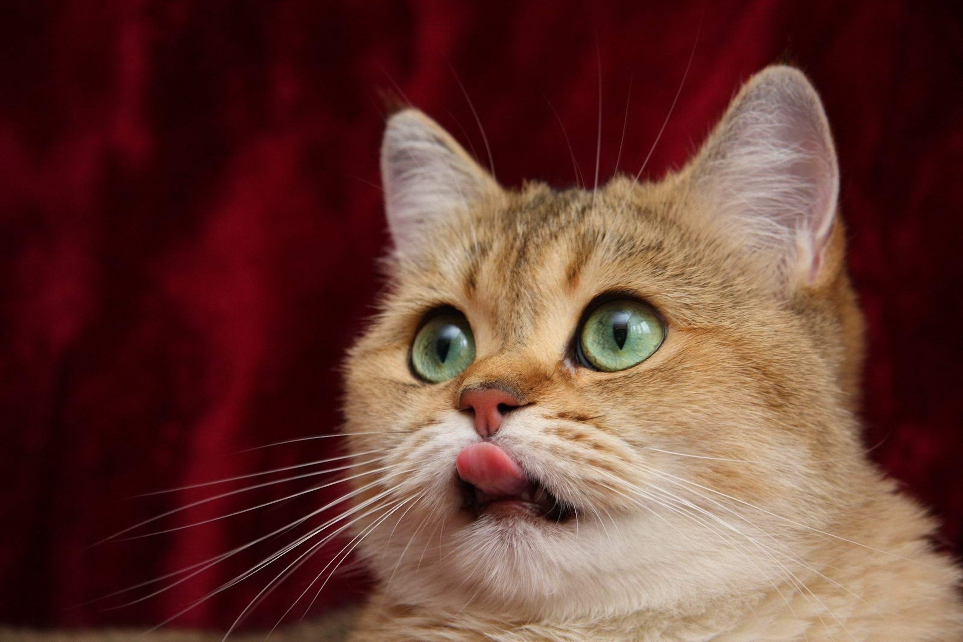 Картинка на вацап кот