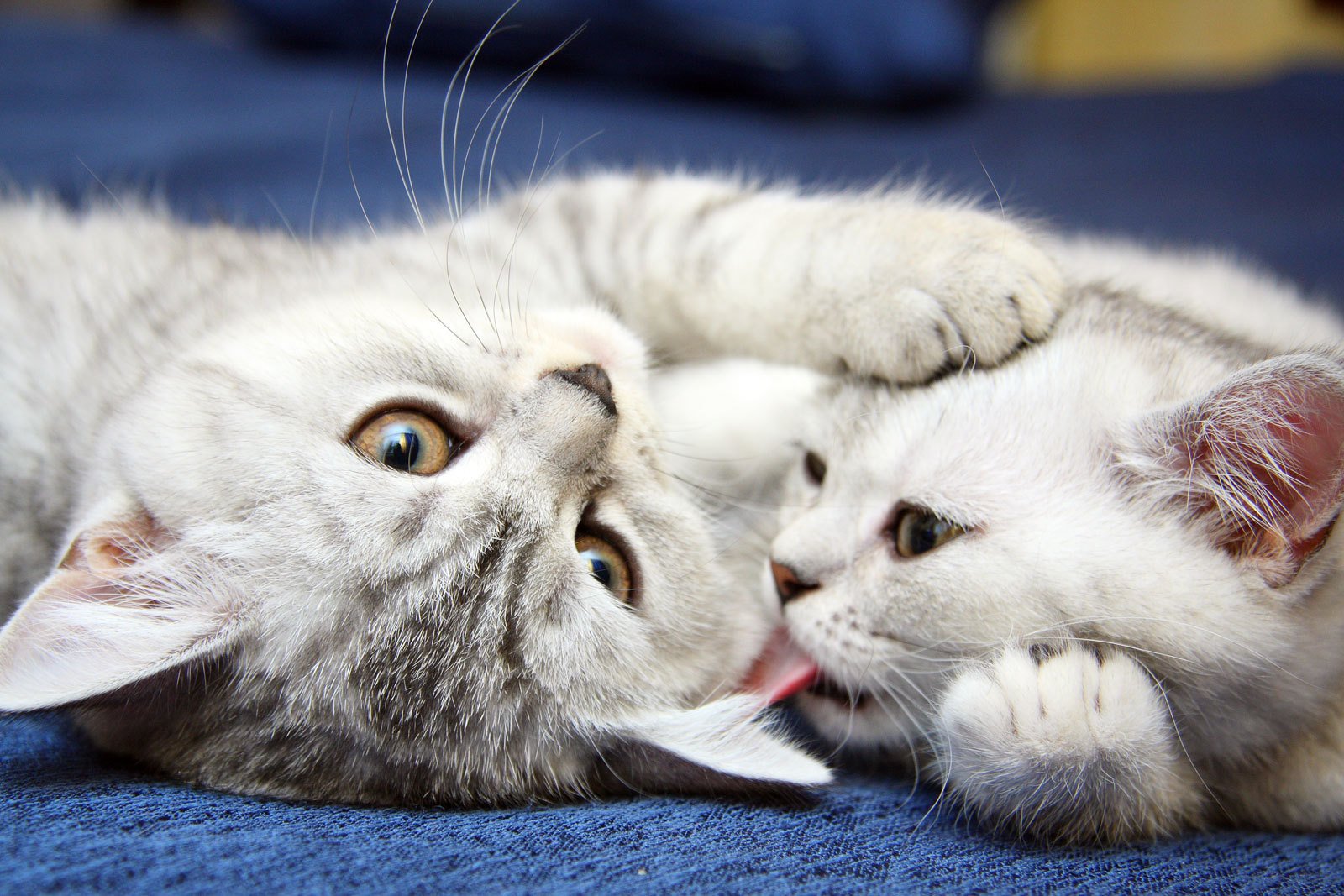 Как размножаются кошки фото