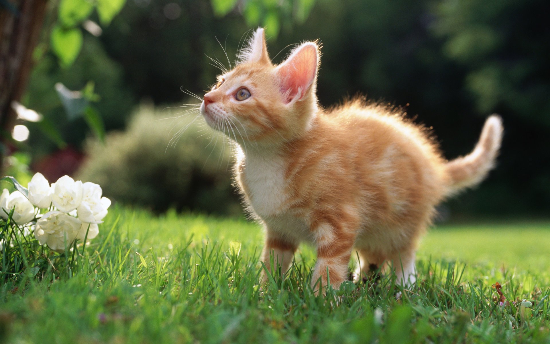 Грустный котенок на лужайке загрузить