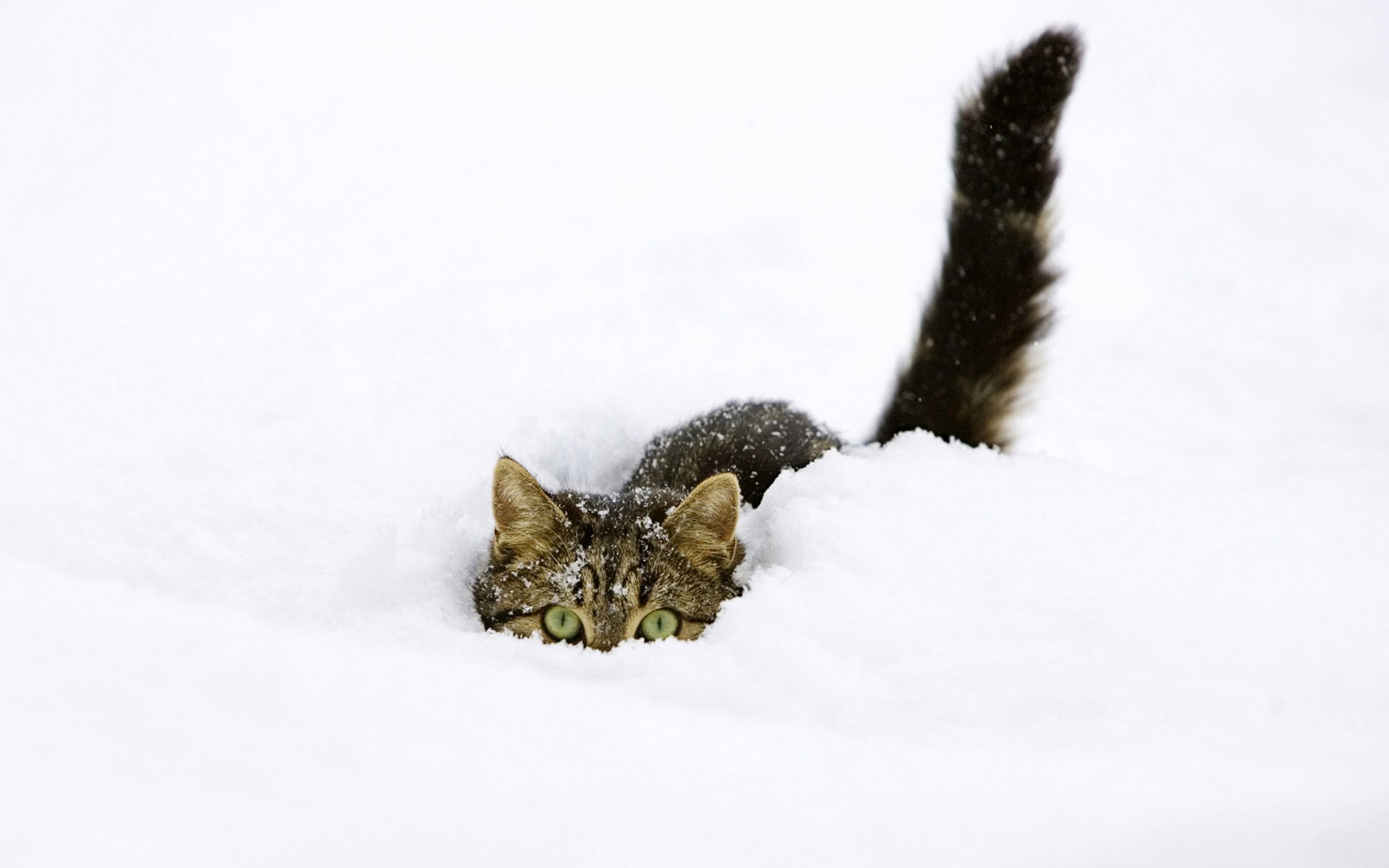 кот снег взгляд загрузить