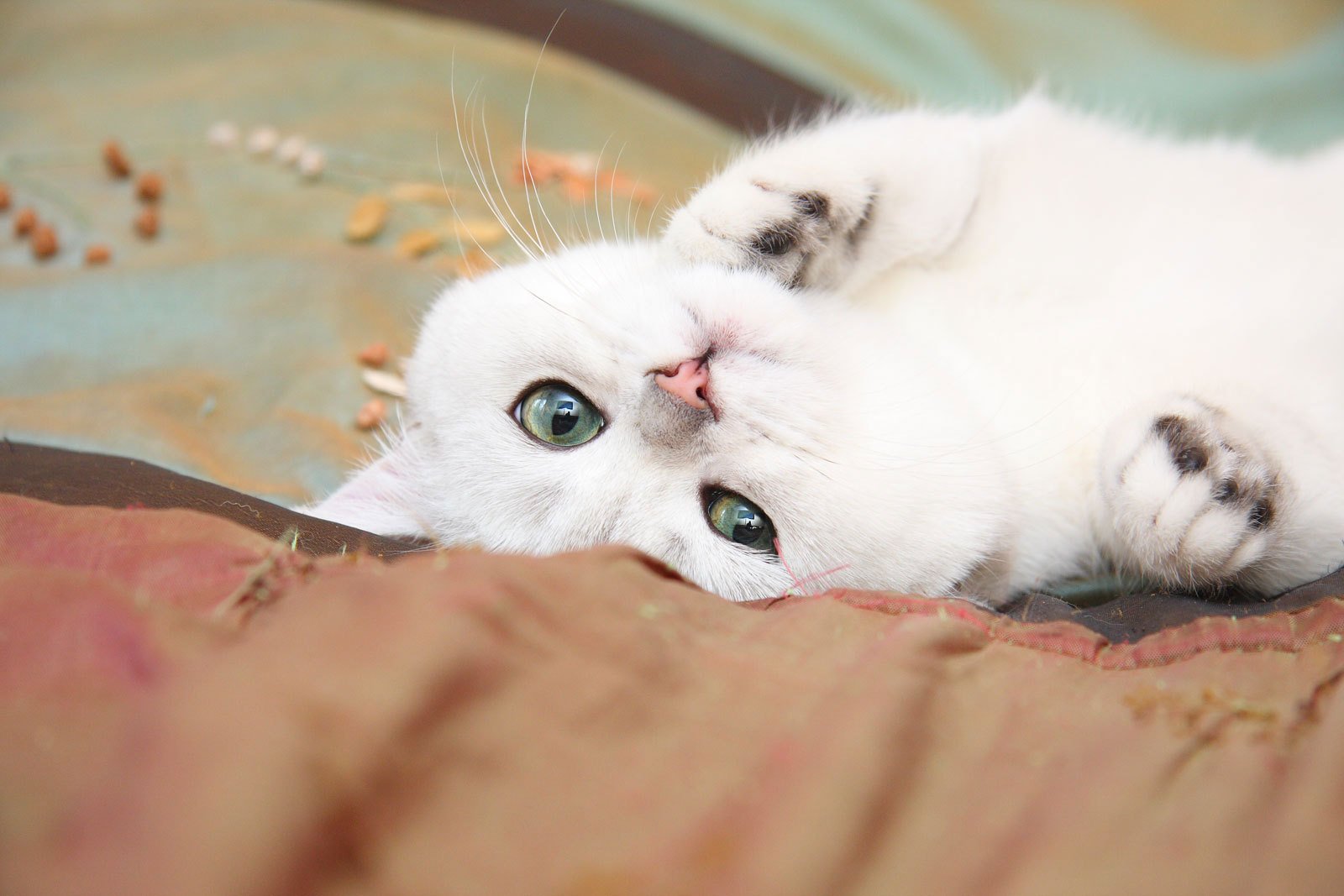 белоснежный кот скачать
