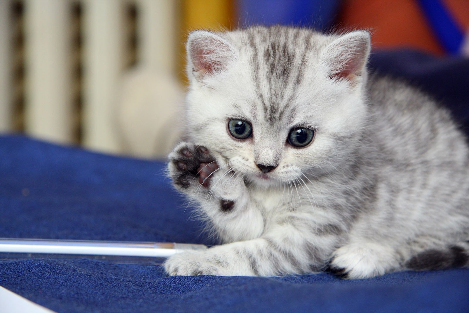 Картинка с котенок