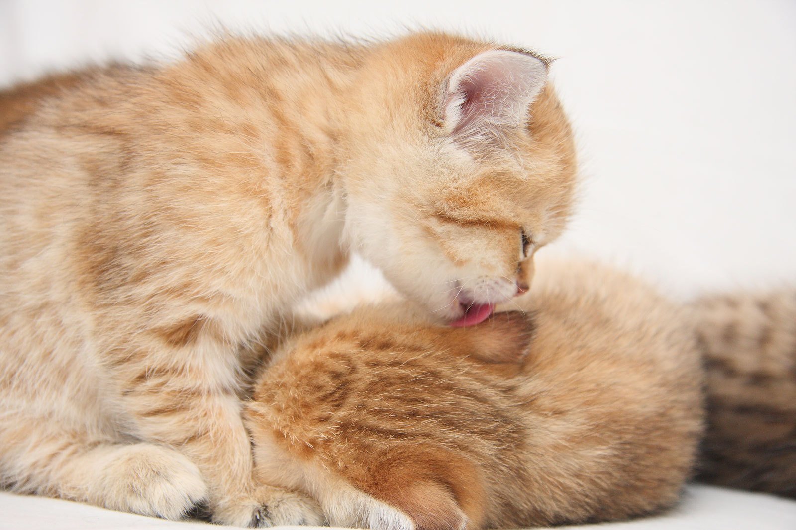 Картинки кошки и котята и коты, абстракция анимацией