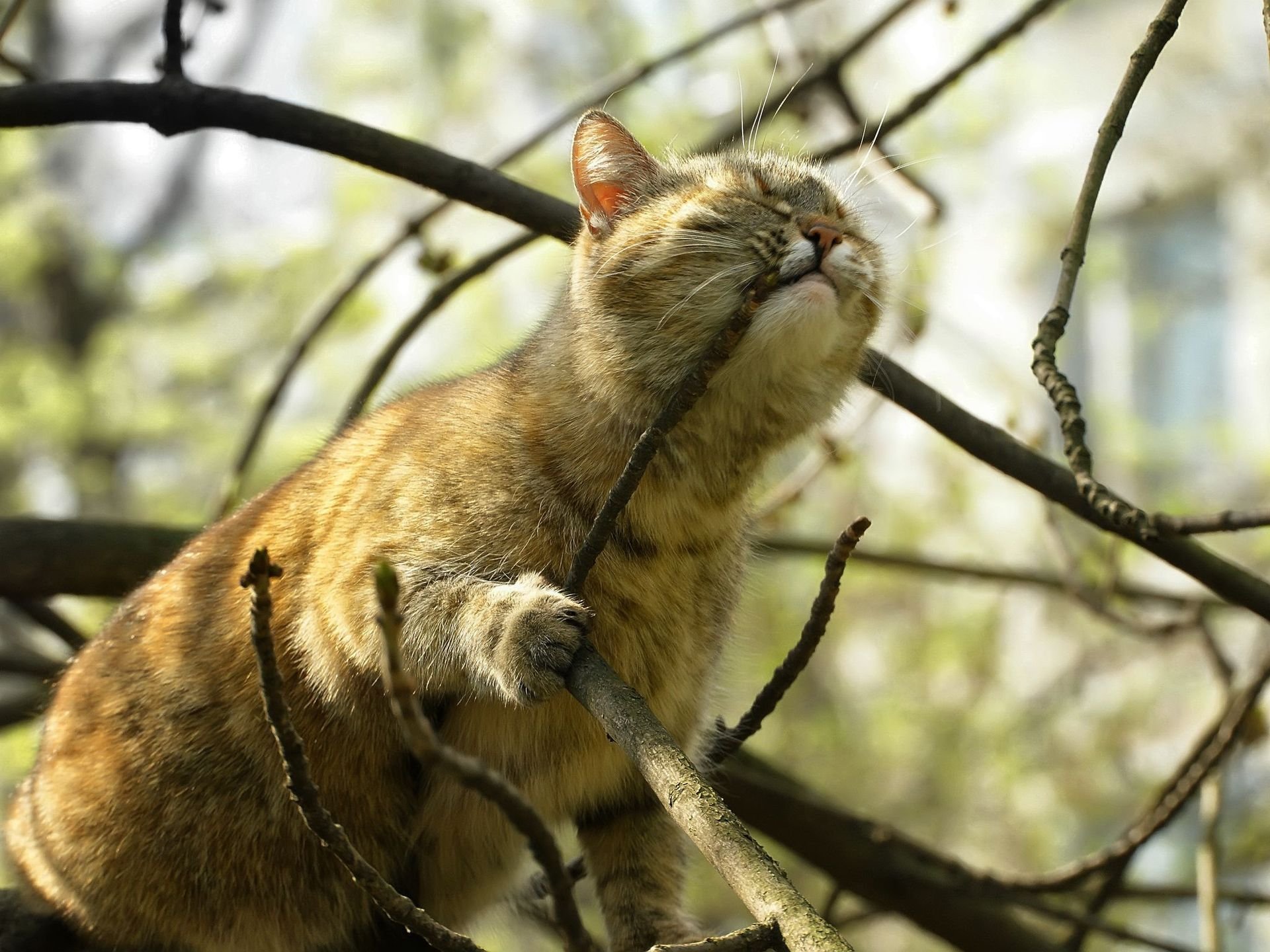 природа животные кот морда nature animals cat muzzle без смс