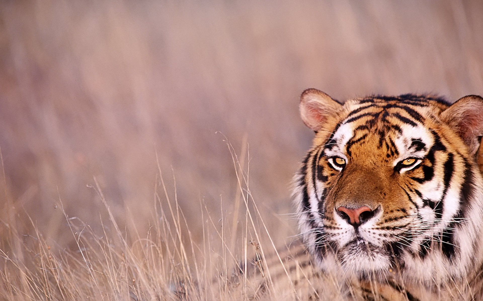 природа животное тигр трава бесплатно