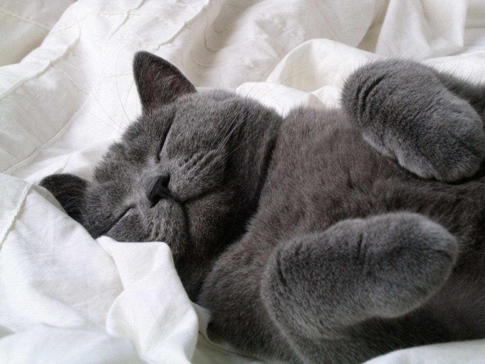 кот серый пупс то еще лапочка спит крошка