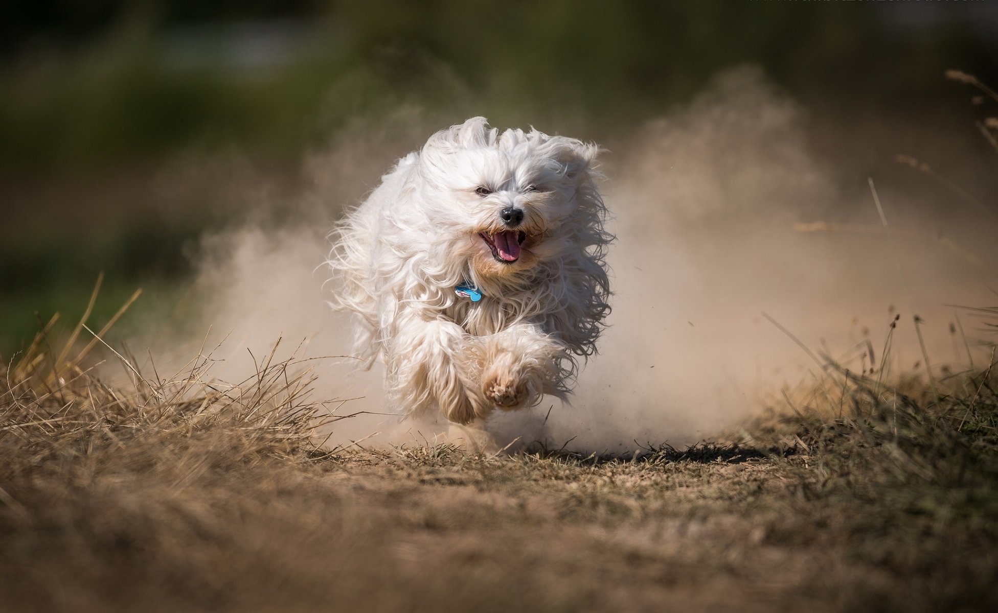 гаванский бишон собака лохматая бег пыль
