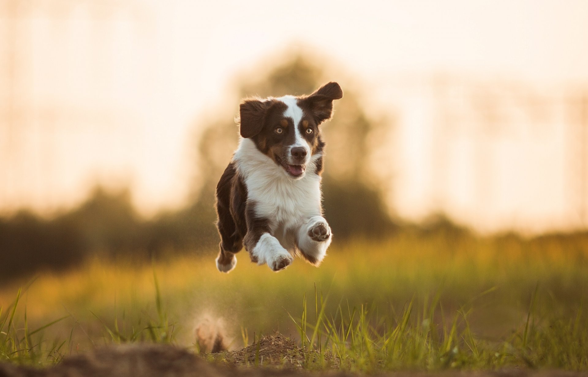 собака прыжок поле скачать