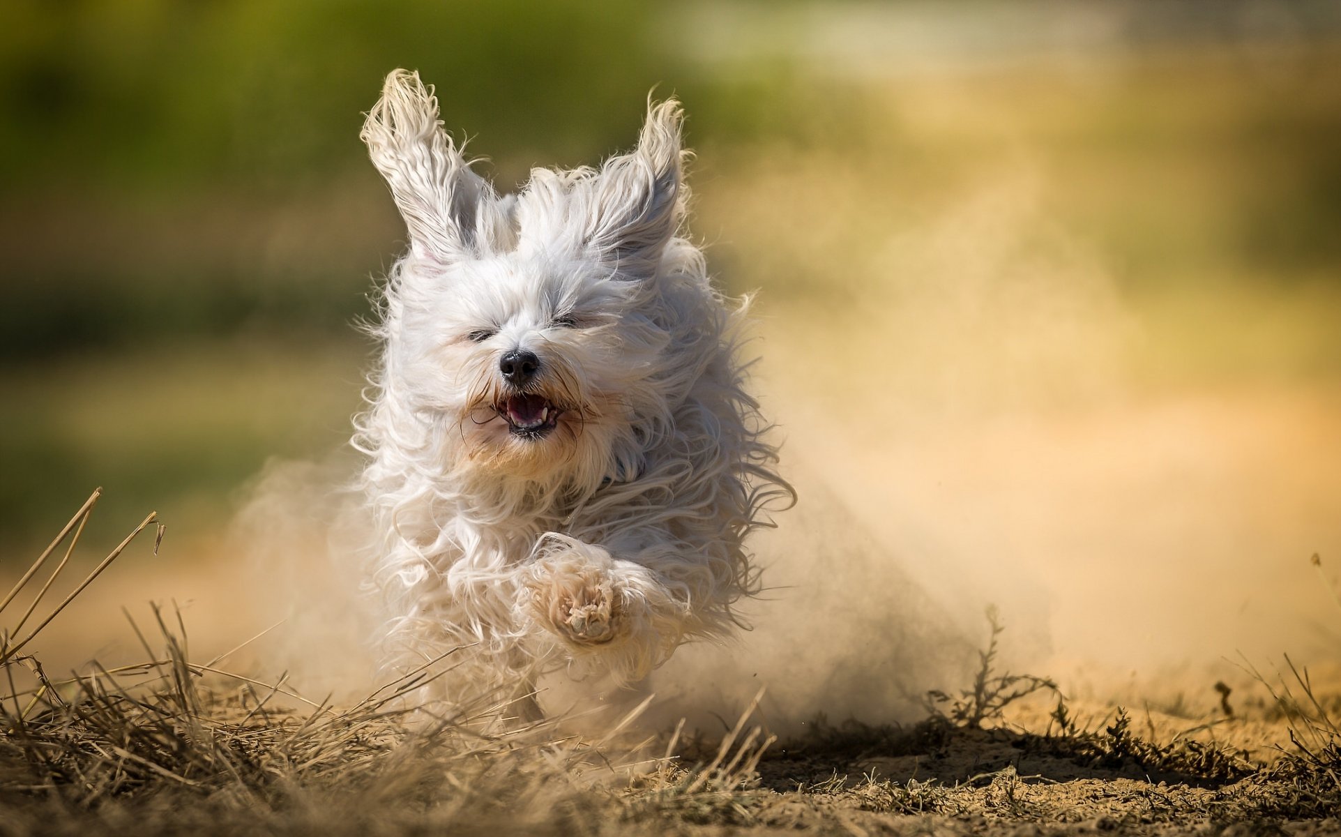 гаванский бишон собака лохматая бег пыль