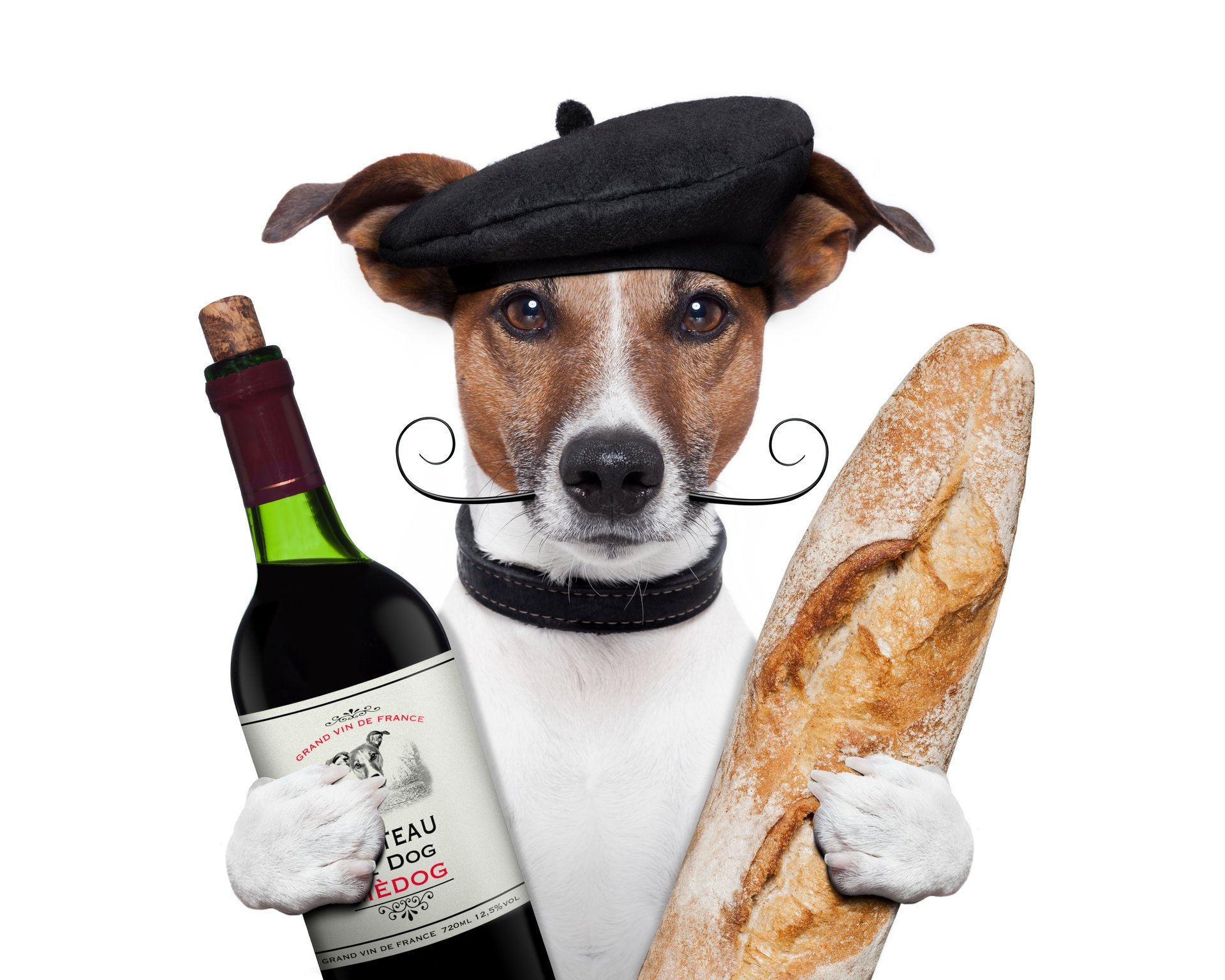 джек-рассел-терьер собака кепка усы вино хлеб бутылка батон лапы белый фон юмор