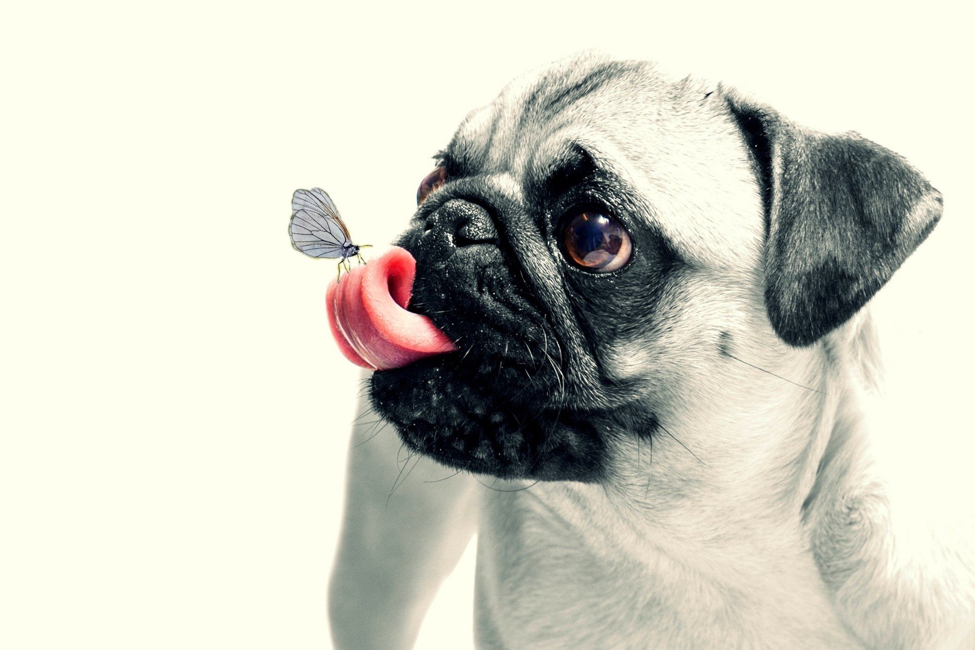 мопс собака язык без смс
