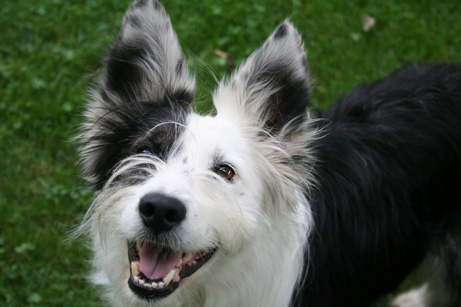 собака улыбается лето трава карие глаза