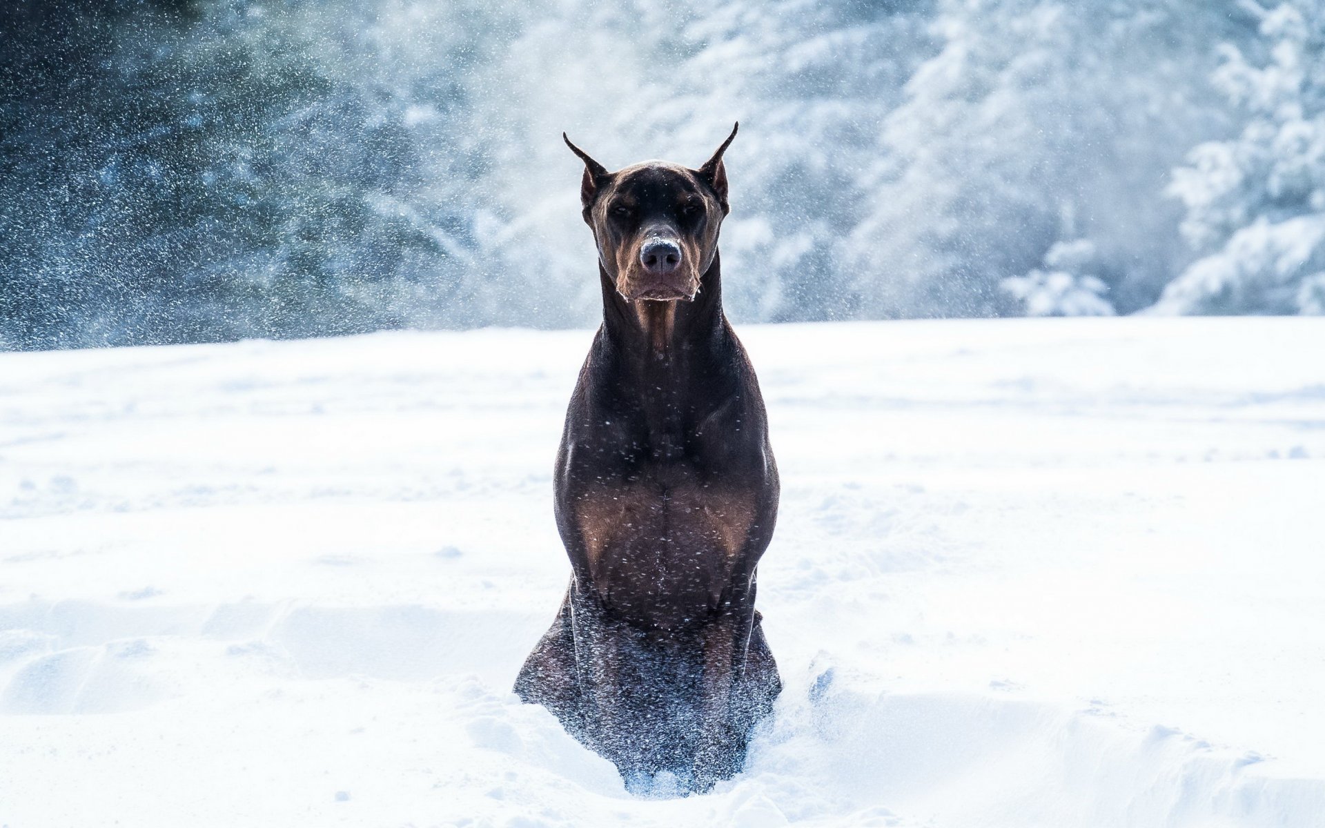 Oboi Na Kotoryh Est Doberman Dlya Android Iphone I Kompyutera