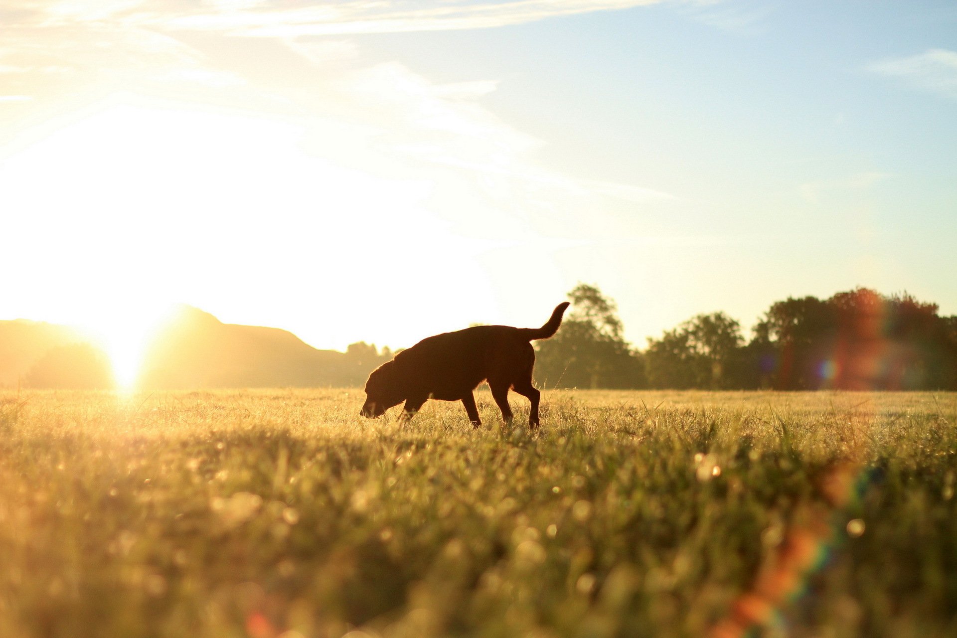 Собака на закате в поле скачать
