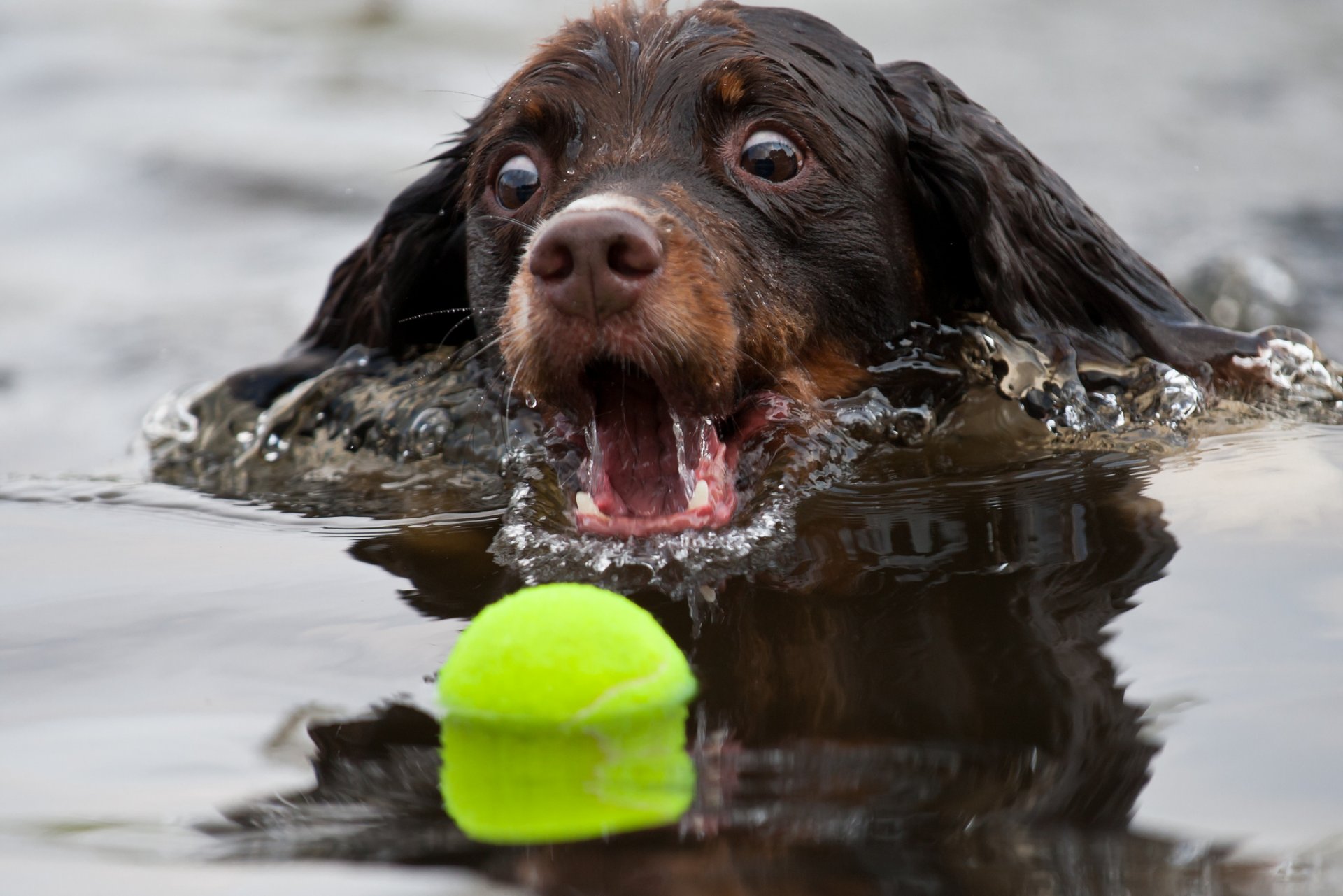 Собака купается вода загрузить