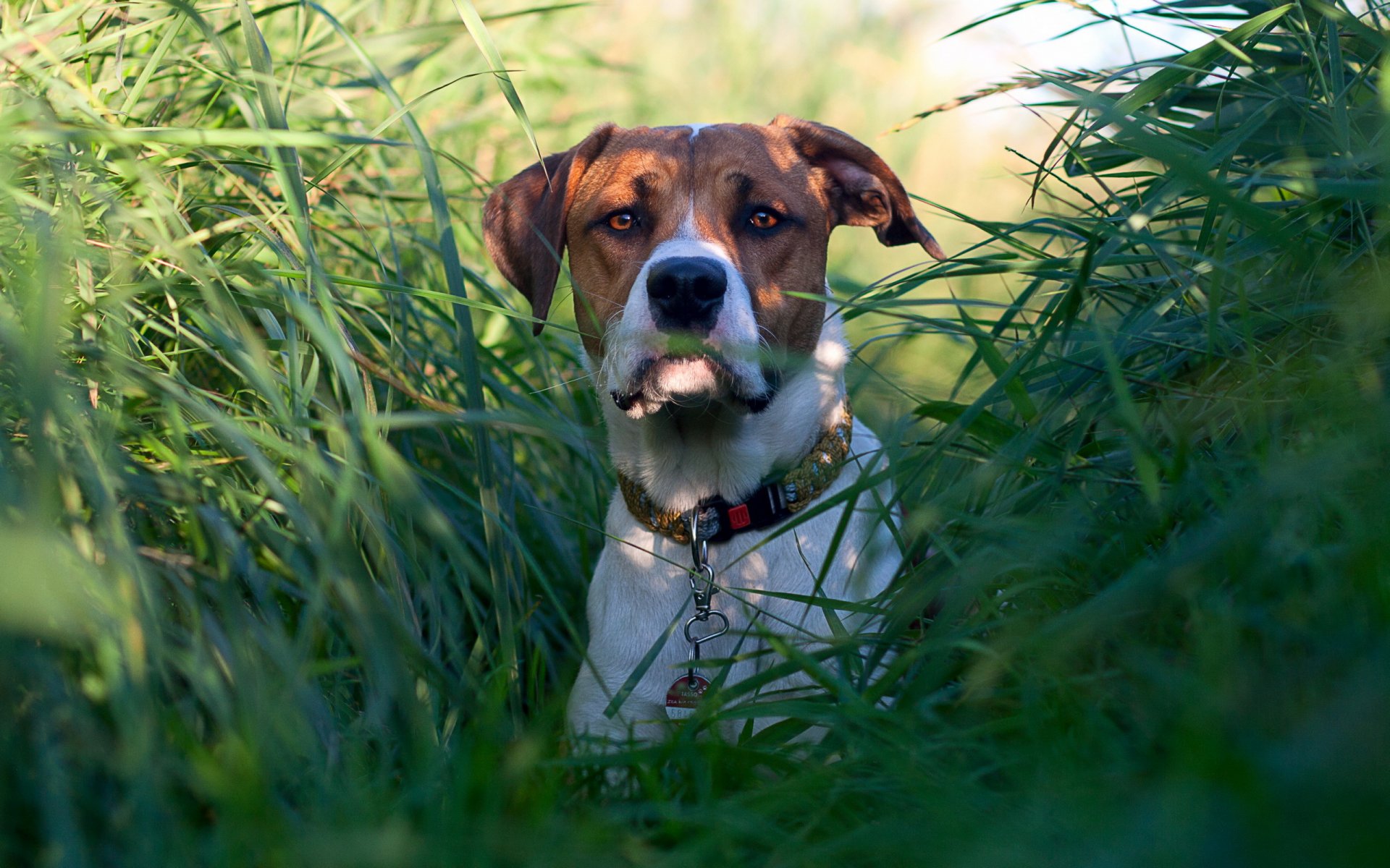 собака трава взгляд
