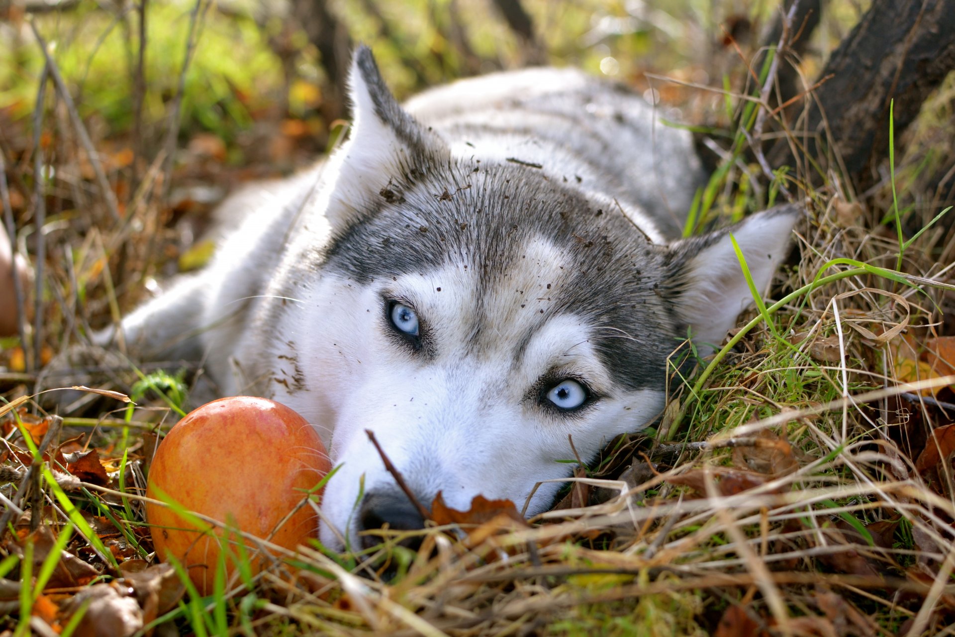 сибирский хаски яблоко осень обои грустные глаза хриплым голубые глаза