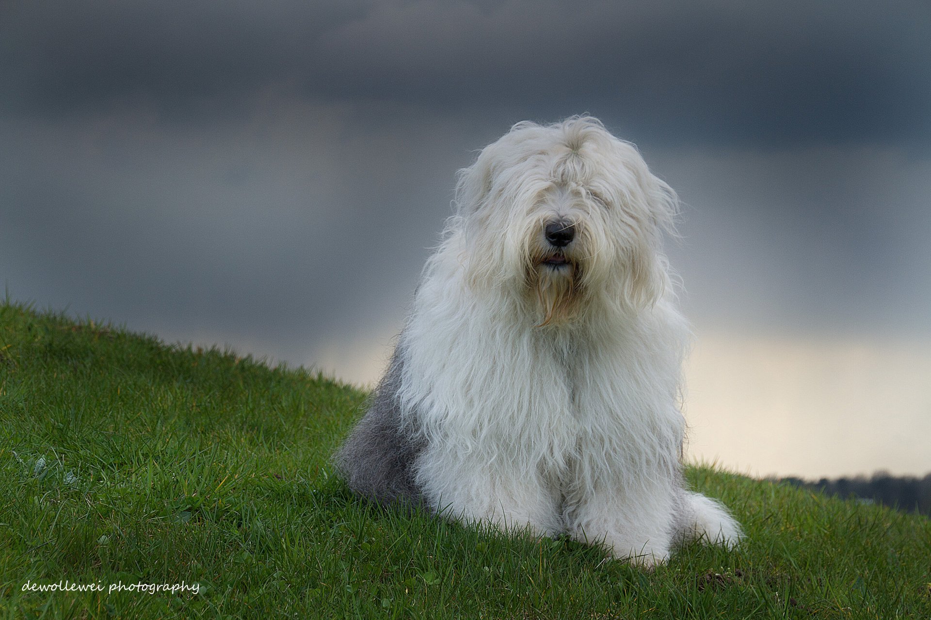 бобтейл староанглийская овчарка собака софи dewollewei фотография