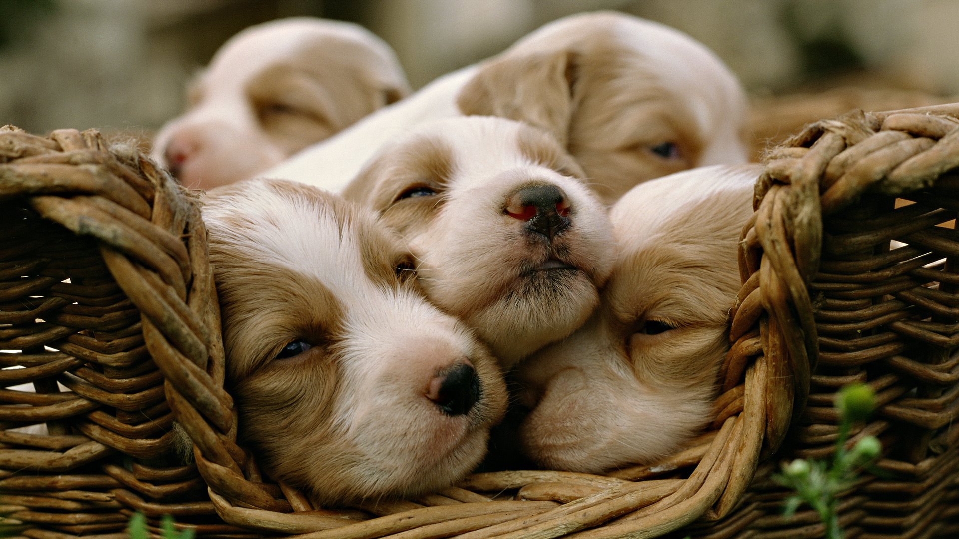 природа животные собаки щенки корзина nature animals dogs puppies basket бесплатно