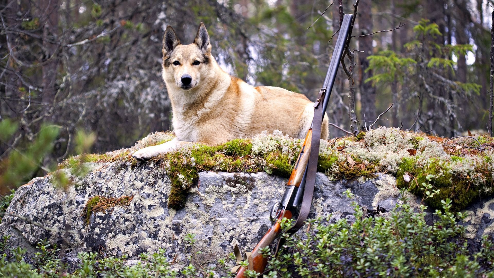 собака пес лес охота ружье