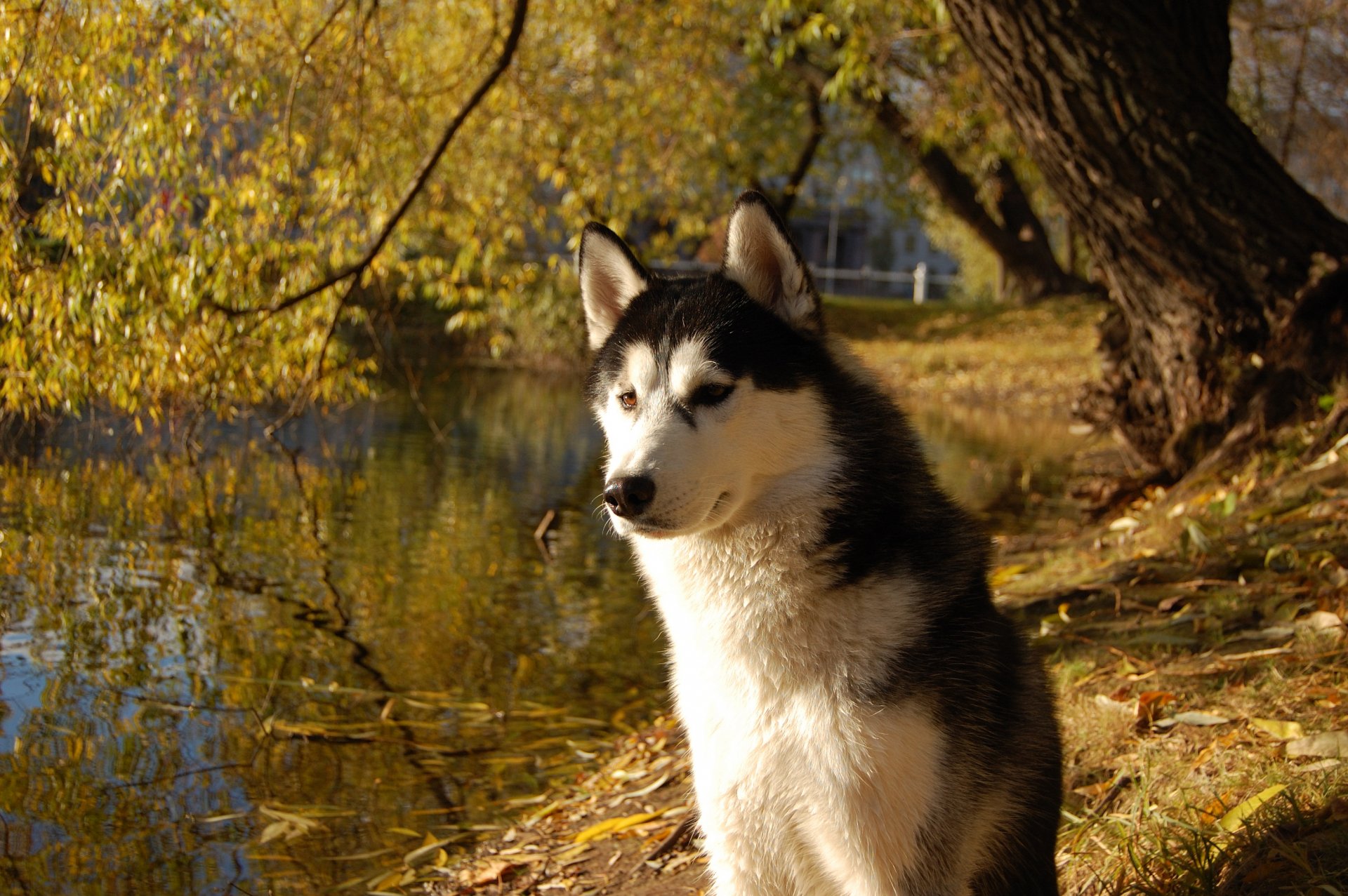 собака трава природа животное Сибирский хаски бесплатно