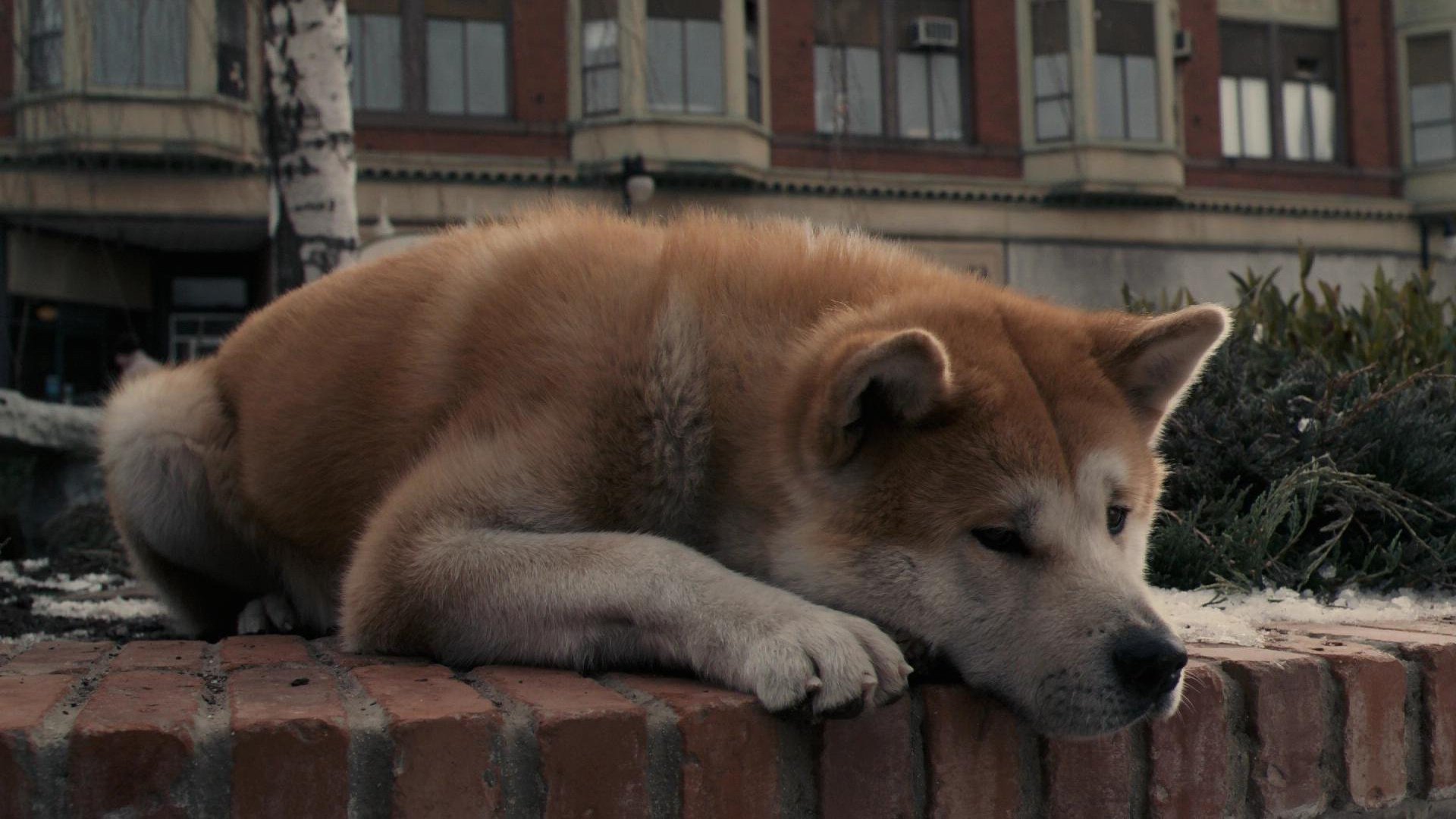 хатико:самый верный друг пес собака акита-ину грусть ожидание