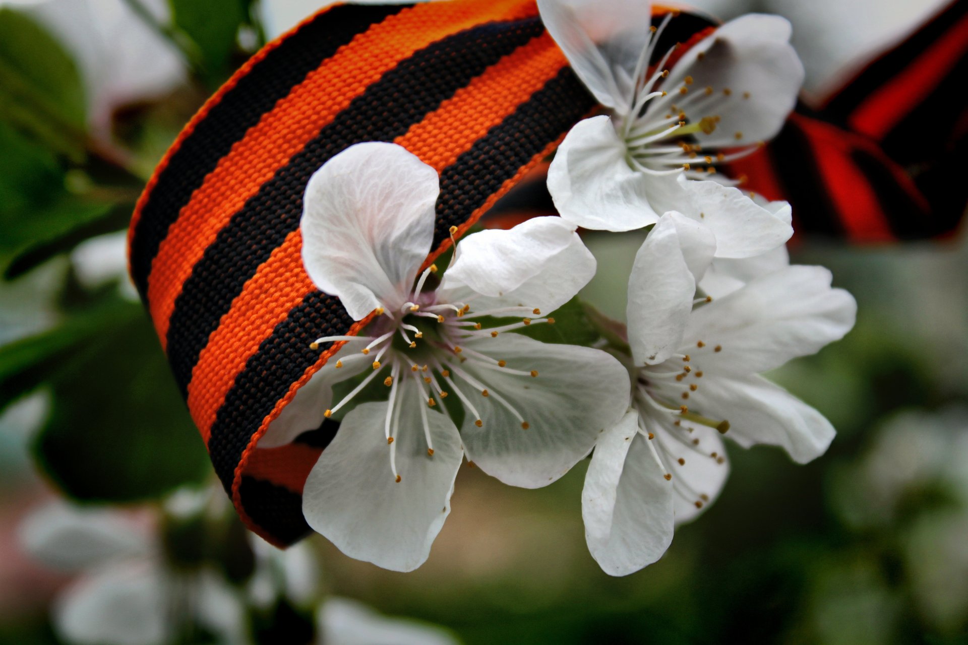 белые цветы георгиевская лента весна день победы