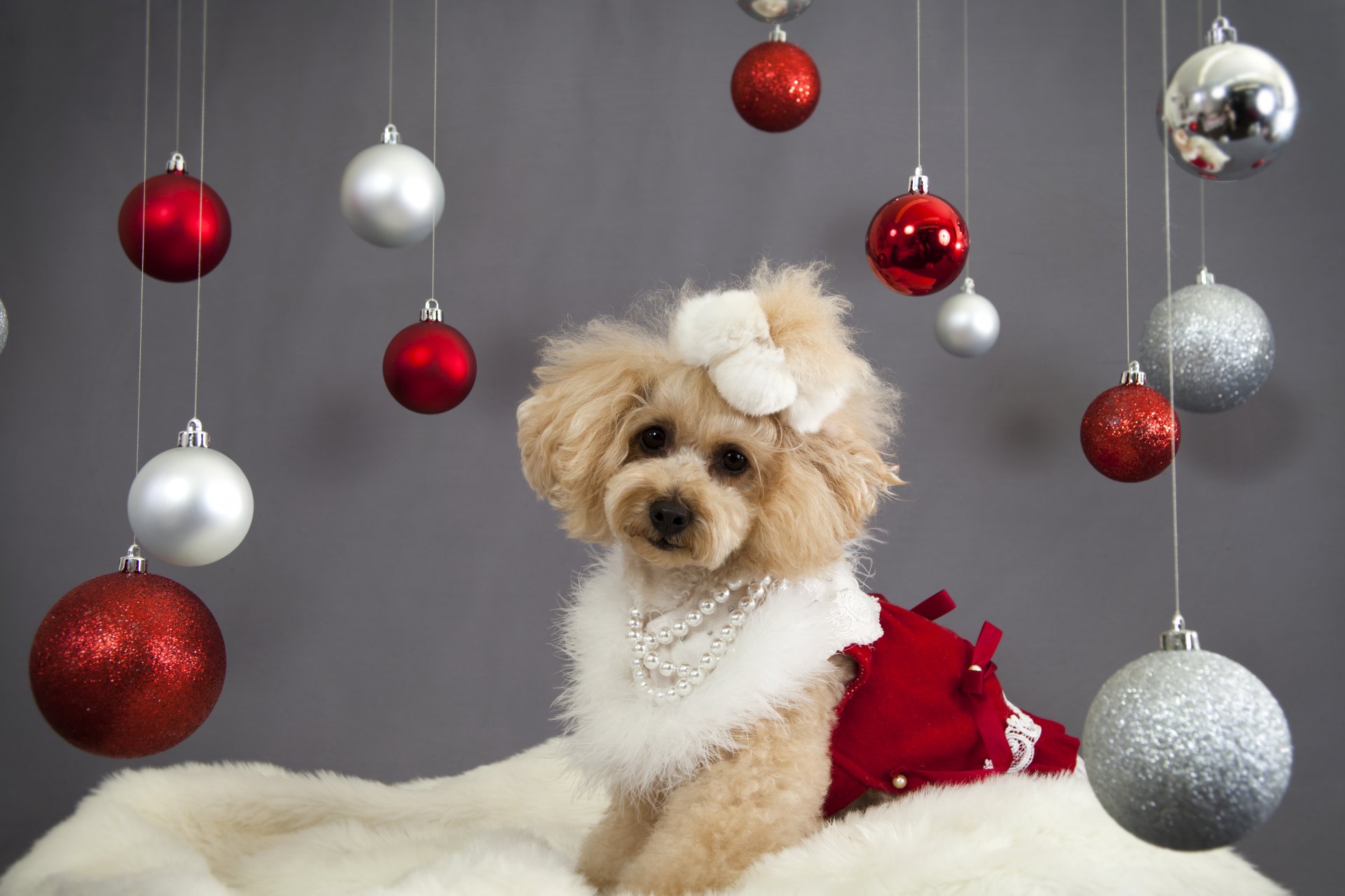 новый год рождество праздник шарики украшения собака