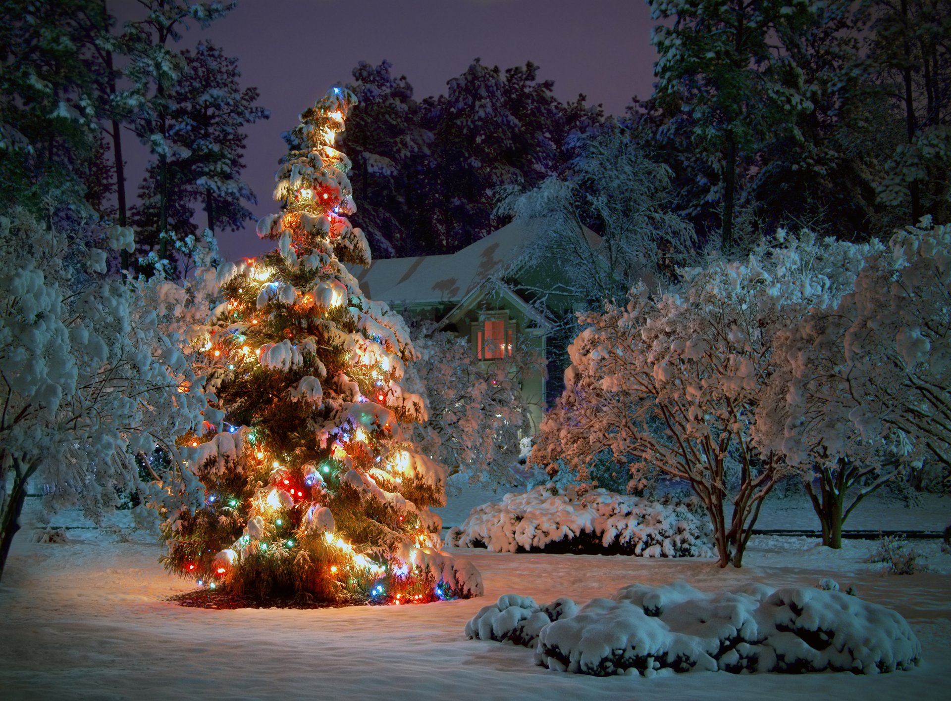 ель деревья снег зима дом ночь гирлянды праздник