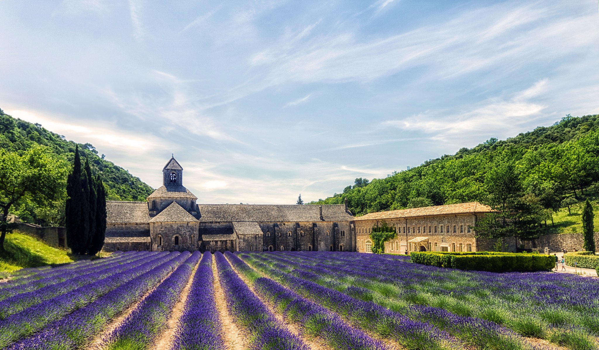 Lavender Field, Abbey of Senanque, Near Gordes, Provence, France загрузить