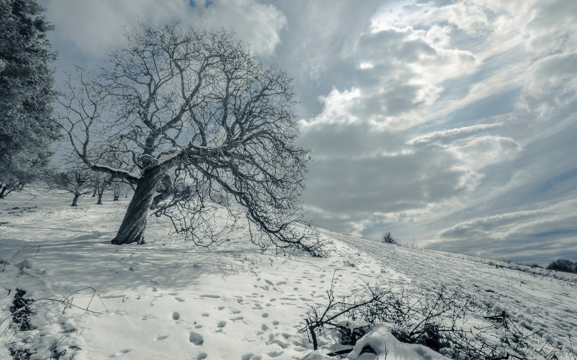 Холодный колючий зимний. Суровый зимний пейзаж. Одинокое дерево в снегу. Унылый зимний пейзаж. Серая зима.