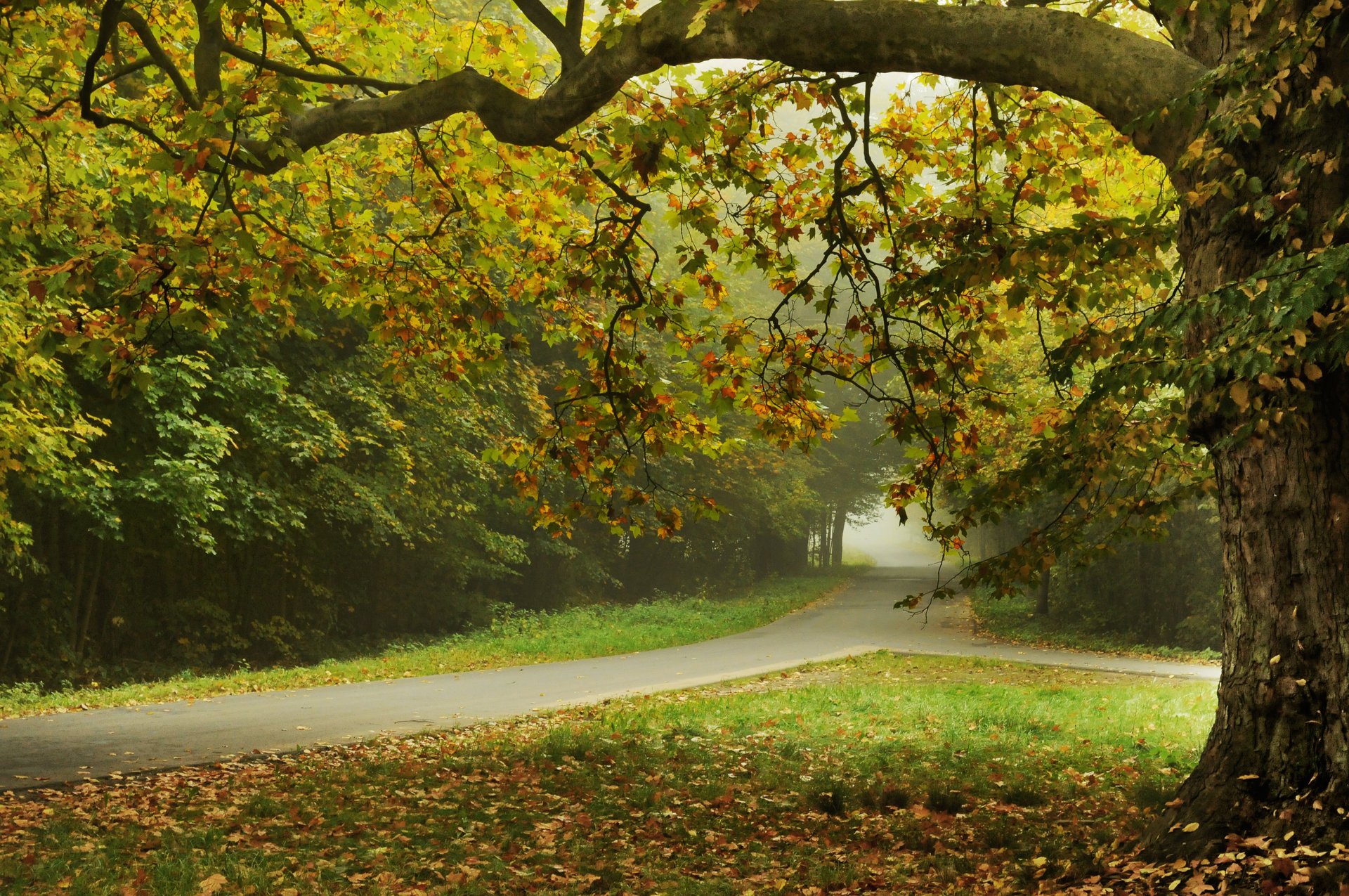 Осенние Листья Фото Красивые Природа