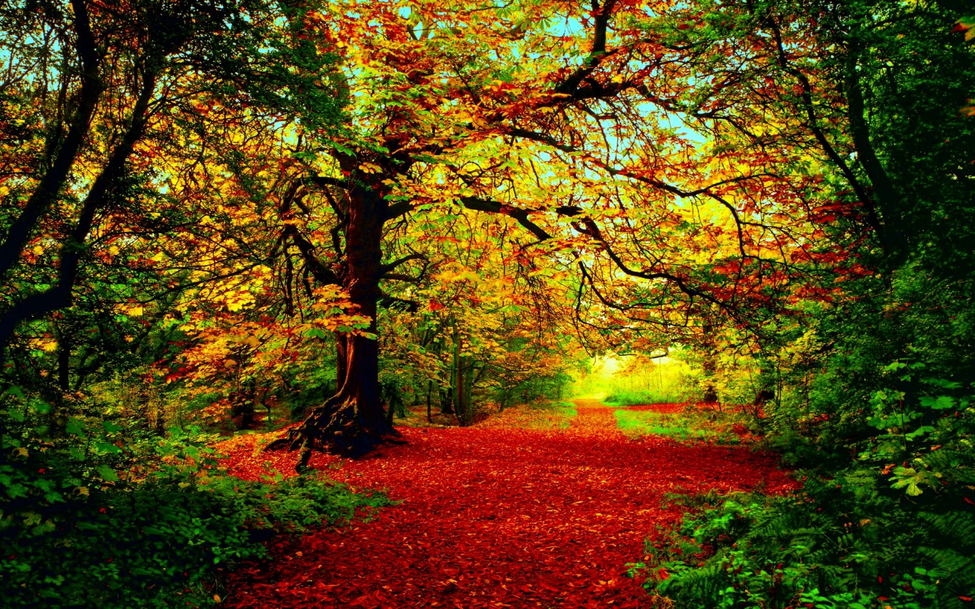Осенний Лес Фото Реальные Без Фотошопа