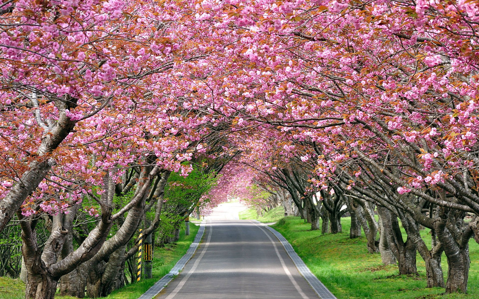 Cherry blossom - обои в разделе Пейзажи.