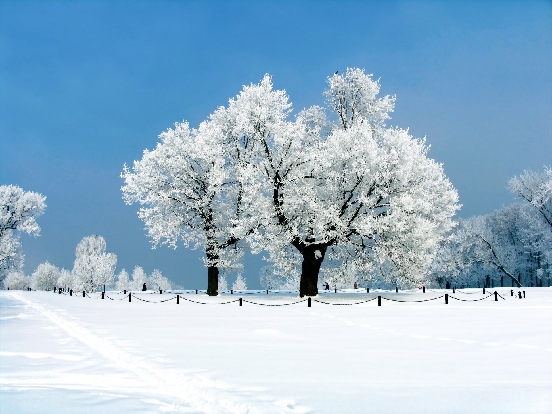 деревья снег зима trees snow winter без смс
