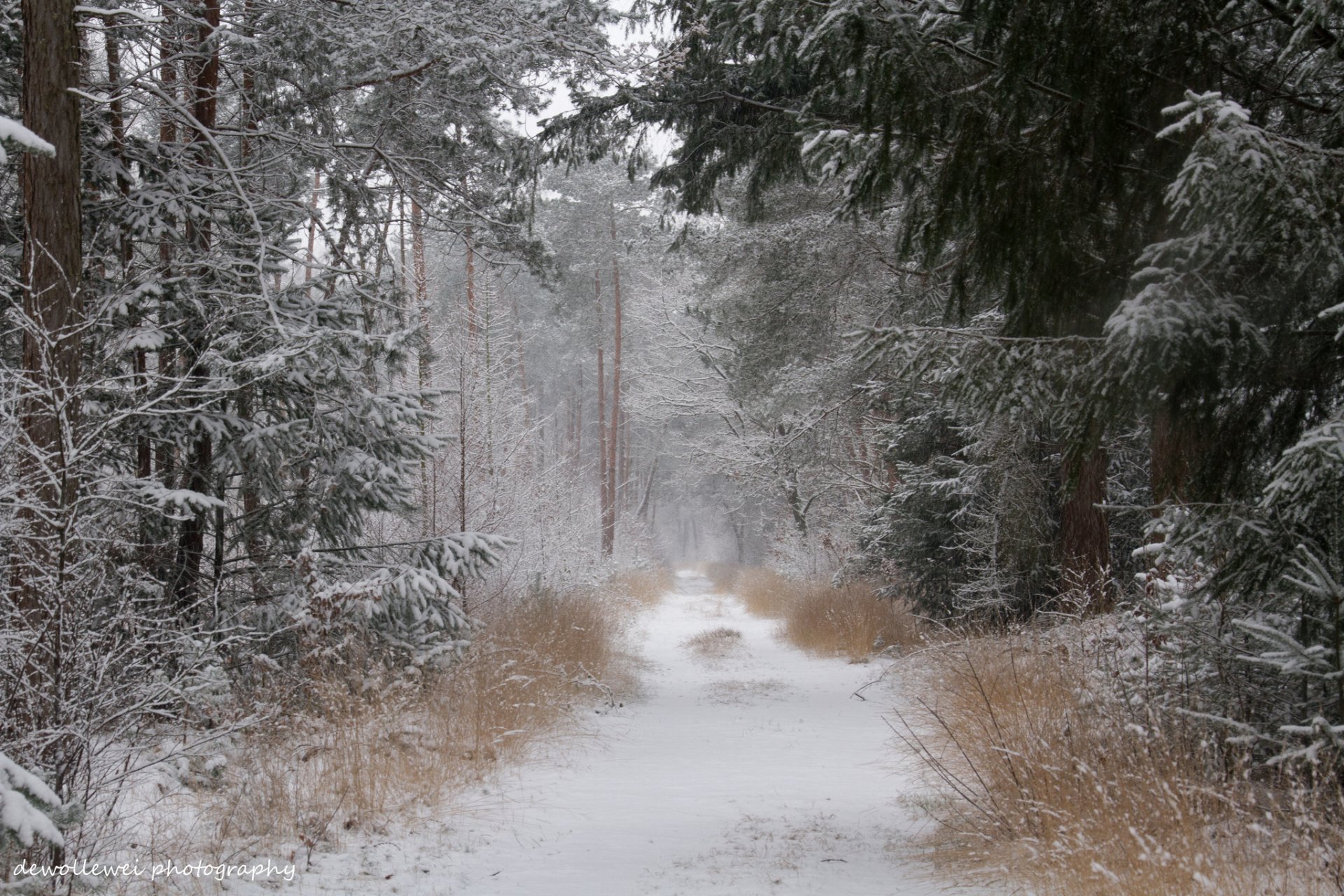 dewollewei лес зима дорога снег