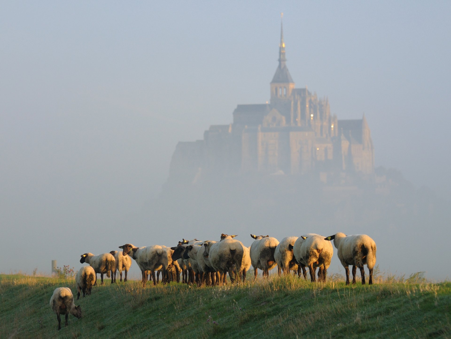 остров мон-сен-мишель утро туман овцы стадо