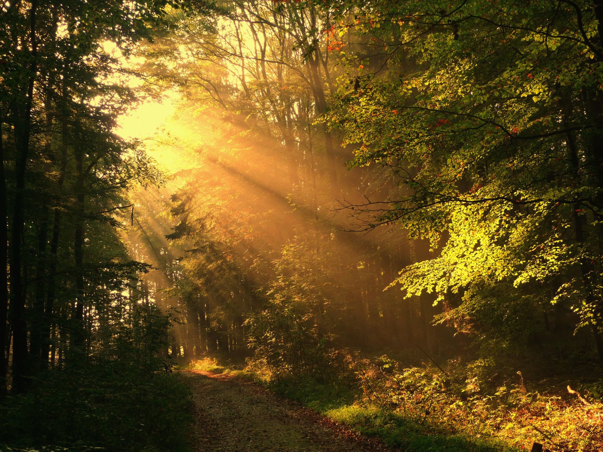 осень лес дорога лучи солнечные